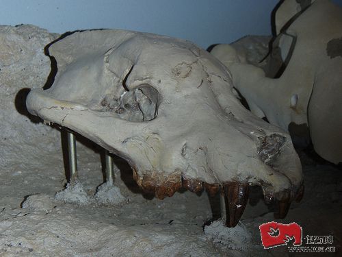 Epicyon haydeni頭骨