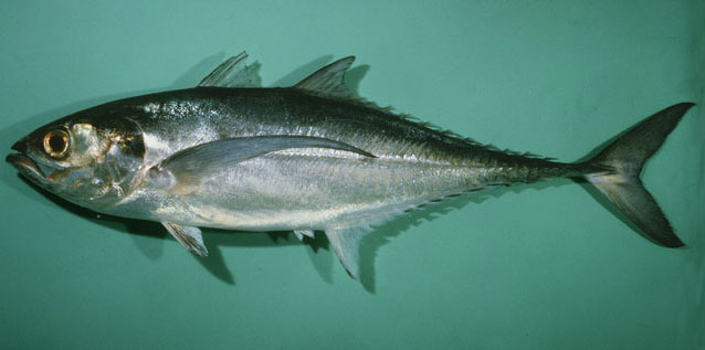 鐵甲魚