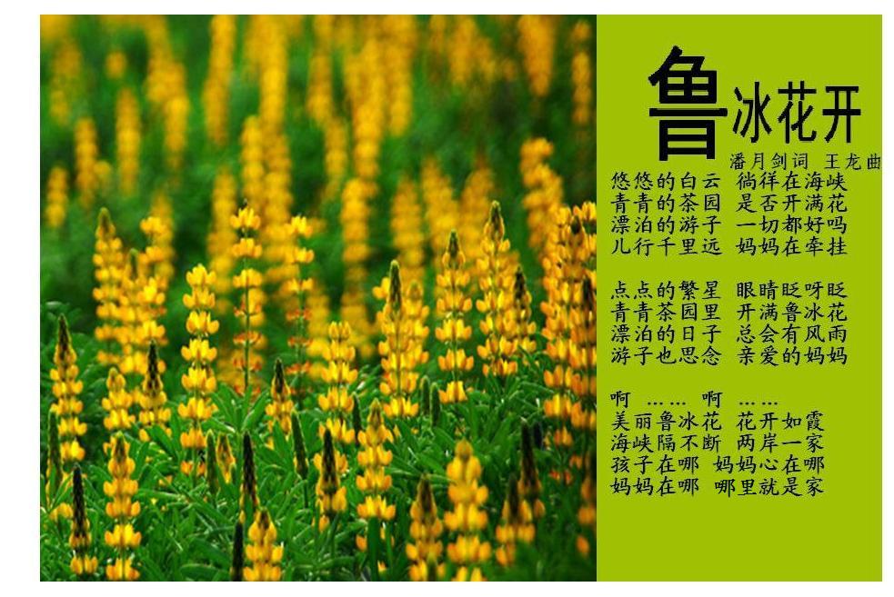 魯冰花開(一首期盼兩岸早日一統的歌曲) 魯冰花開(一首期盼兩岸早日一統的歌曲)