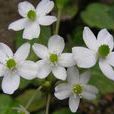 卵葉銀蓮花 卵葉銀蓮花