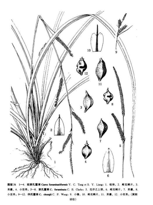 刺囊苔草 刺囊苔草