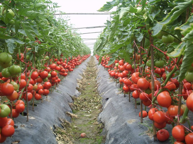 柏梓鎮萬畝蔬菜基地自然成熟的西紅柿