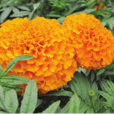 京越1號(萬壽菊品種) 京越1號(萬壽菊品種)