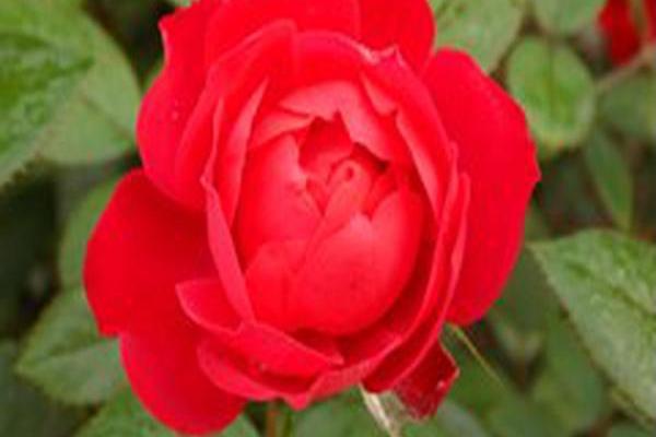 Rosa \x27Meipeporia\x27 OSO EASY DOUBLE RED