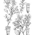 隆子蕘花 隆子蕘花