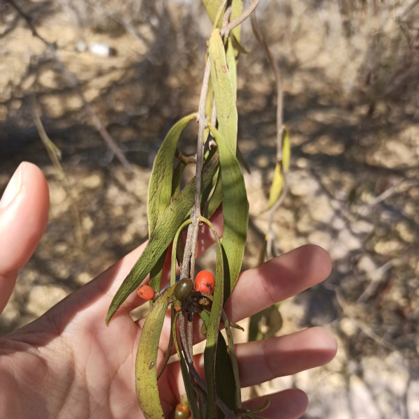 Struthanthus palmeri