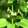 茜草(茜草屬植物) 茜草(茜草屬植物)