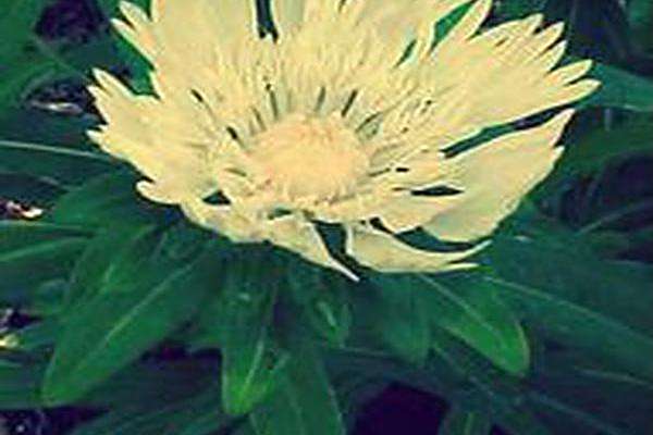 Stokesia laevis \x27Mary Gregory\x27 Stokesia laevis \x27Mary Gregory\x27