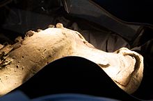 短冠龍頭骨與頸部下側
