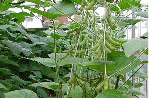晉豆11號 晉豆11號