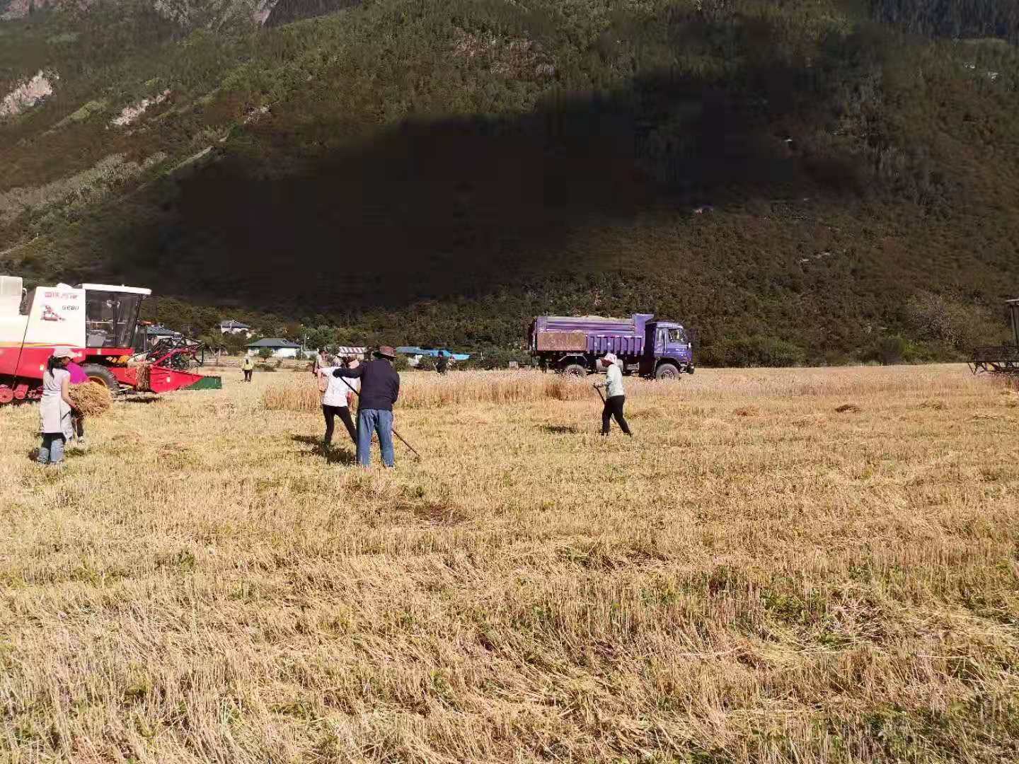 2019年8月傾多鎮熱西村黨員義務缺勞力戶收割小麥