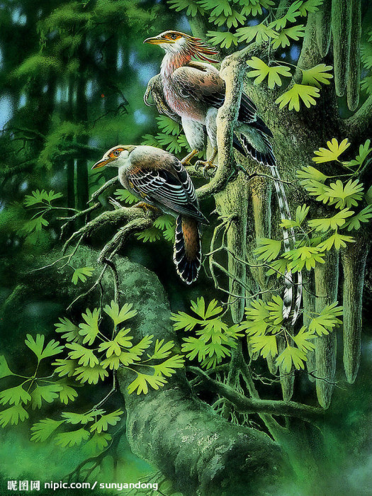 孔子鳥科 孔子鳥科