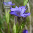 扁蕾(扁蕾)