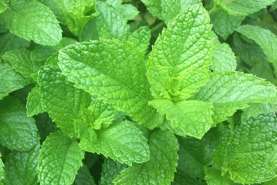 spearmint spearmint