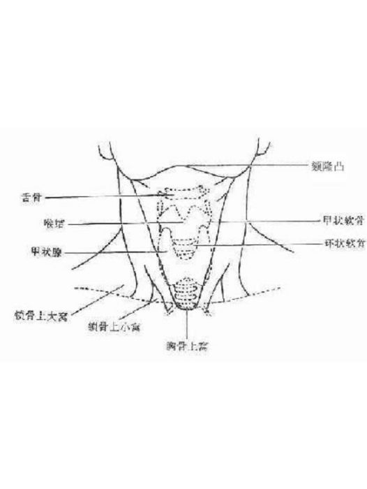 胸骨上窩 胸骨上窩