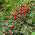 石蕊(植物學) 石蕊(植物學)