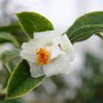 半宿萼茶 半宿萼茶