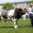 比利時藍牛(比利時蘭牛)