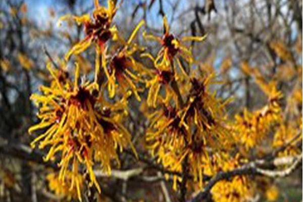 Hamamelis × intermedia \x27Orange Beauty\x27 Hamamelis × intermedia \x27Orange Beauty\x27