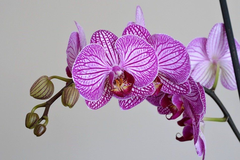 蘭花紫 蘭花紫