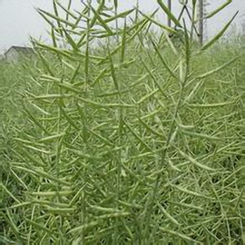 冬油1號 冬油1號