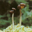 黑馬鞍菌 黑馬鞍菌