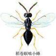 螟小蜂 螟小蜂
