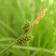 綠囊薹草 綠囊薹草