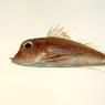 尖鰭角魚 尖鰭角魚