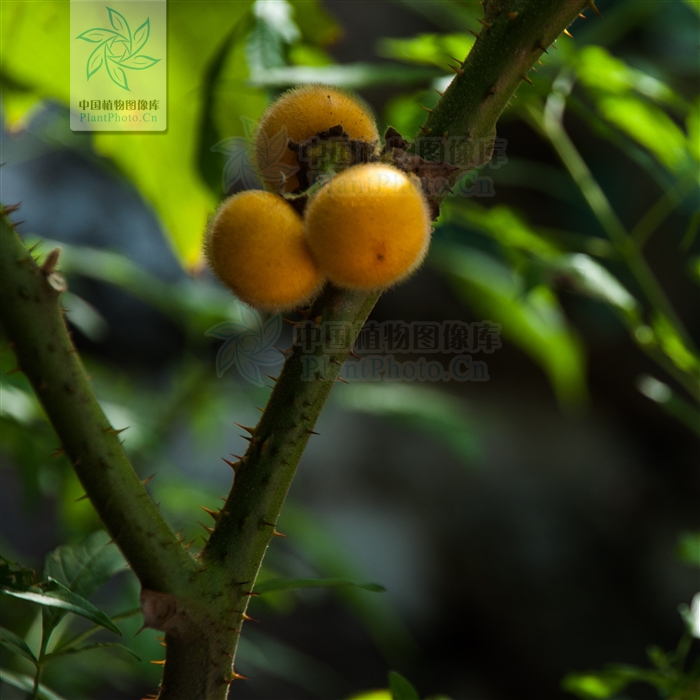 毛果組(茄科茄屬植物)