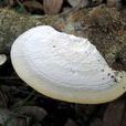 白栓菌 白栓菌