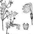 蔊菜葉馬先蒿