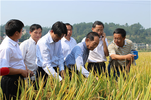 超級稻大面積畝產首破千公斤