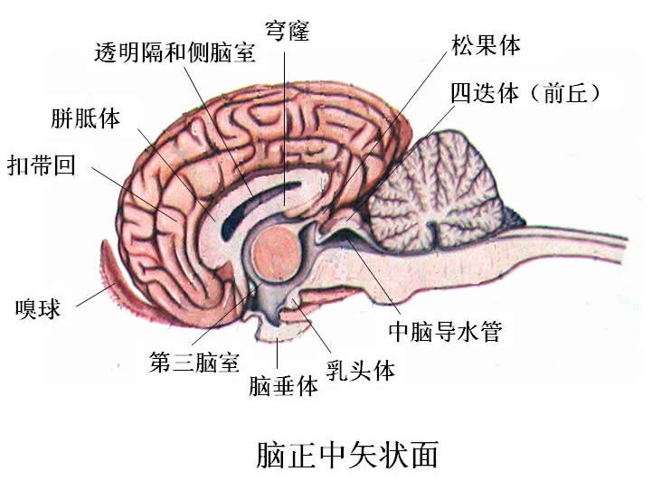 中樞神經系統(中樞神經)