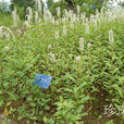 金江珍珠菜