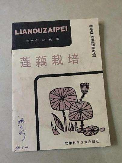 蓮藕栽培
