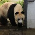 大熊貓蘇蘇