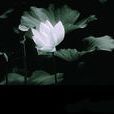 百葉蓮 百葉蓮