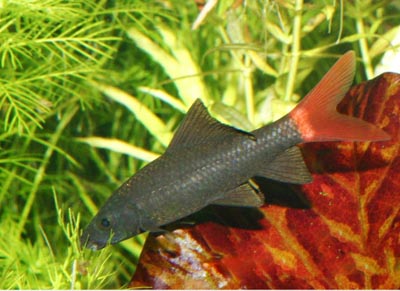 紅尾黑鯊