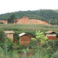 礦山村(雲南省峨山縣雙江鎮寶山村民委員會下轄村) 礦山村(雲南省峨山縣雙江鎮寶山村民委員會下轄村)