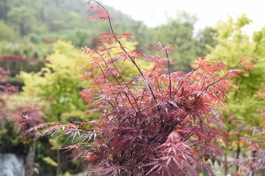 朱雀楓 朱雀楓