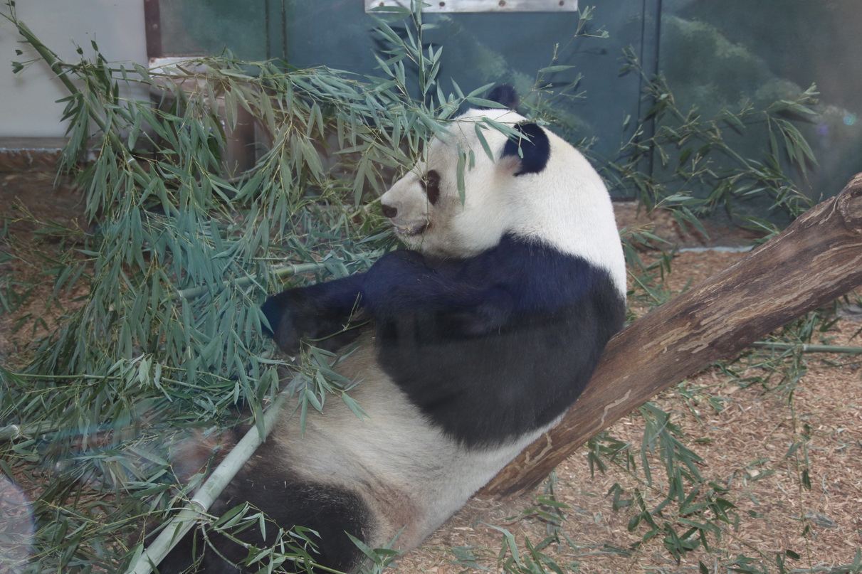 動物園裡的大熊貓