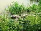 揚子鱷自然保護區濕地
