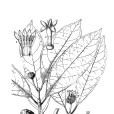 波葉木巴戟 波葉木巴戟