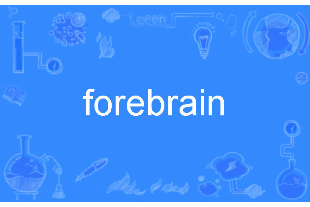 forebrain forebrain