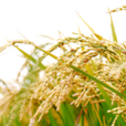 野生稻――水稻育種業的新希望