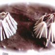 藤壺(中藥) 藤壺(中藥)