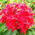 鴨咀花屬