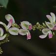 須彌葛 須彌葛