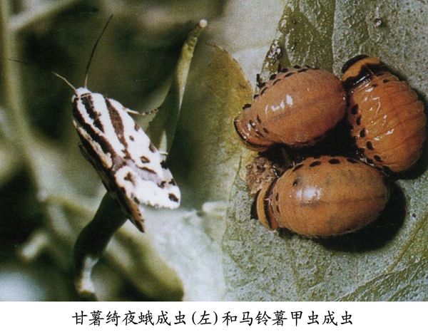 甘薯綺夜娥 甘薯綺夜娥